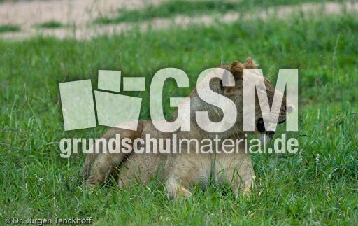 Löwen (53 von 69).jpg